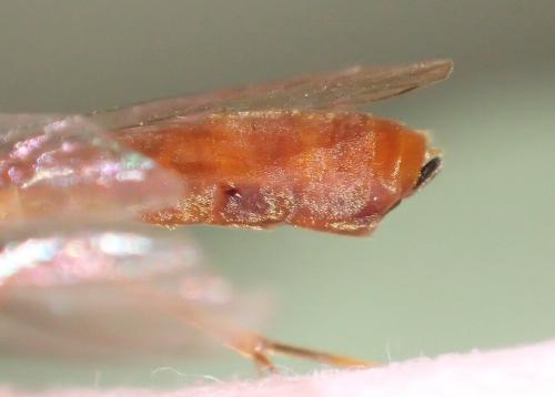 Réf. 324 588 : Ophion sp.